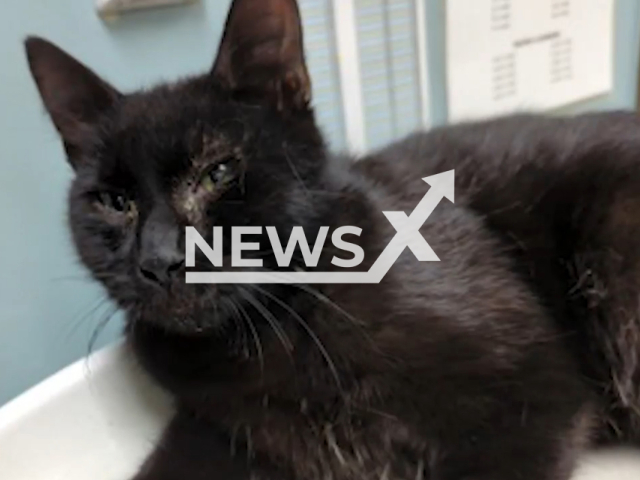 Picture shows the cat that was rescued by Toledo Post Tpr. Katie Thomas on Monday, Jan. 2, 2023. The cat was stranded on I-475, in Ohio, US. Note: Photo from police. (Ohio State Highway Patrol/Newsflash)