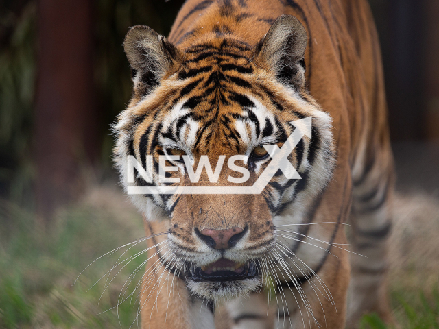 One of the tigers that spent over 15 years stuck in a train carriage in Argentina and have arrived at their new home in South Africa on 12 March 2022. Note: Press Release photo. (FOUR PAWS, Daniel Born/Newsflash)