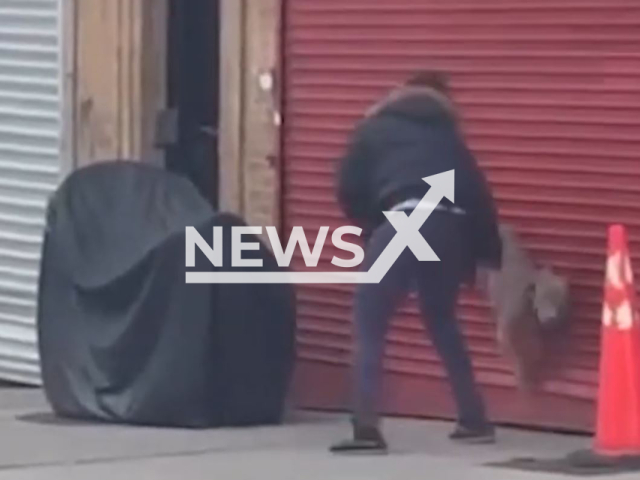 Anthoin McPherson, 29, throwing 8-month-old dog Maximus, into a closed roll-down storefront gate in Yonkers, New York, USA, undated.  The dog has been turned over to the SPCA of Westchester, New York, USA, and the man was arrested. Note: Photo is a screenshot from a video. (Yonkers Police Department/Newsflash)