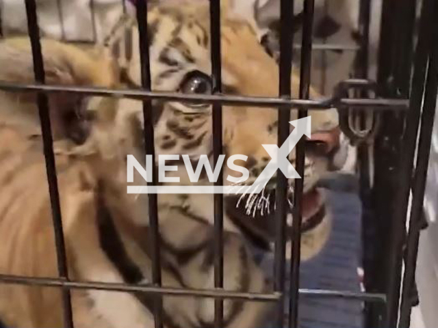 Little tiger cub roars in undated footage. Carlos Alcaraz, 25, attempted to sell the cub and was arrested by the Phoenix Police on Monday, Jan. 23, 2023. Note: Photo is a screenshot from a video. (@PhoenixPolice/Newsflash)