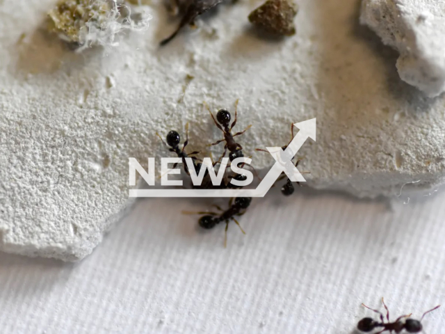 Image shows ant species Tetramorium alpestre that live in high alpine areas, undated photo. Researchers from the University of Innsbruck, in Tyrol, Austria, found out that climate crisis makes the ants more aggressive. Note: Licensed content. (Petra Thurner, Forschungsgruppe Molekulare Oekologie/Newsflash)