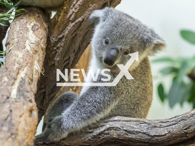 Image shows Queensland koala offspring 'Aruma' at the Schoenbrunn Zoo, in the city of Vienna, Austria, undated photo. Its conservation status was changed to endangered in February 2022. Note: Licensed content. (Daniel Zupanc/Newsflash)