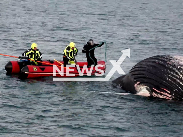 The crew of the survey vessel Baldurs free  a dead whale Stakksfiroi Bay, Iceland, on Wednesday, Jan. 25, 2023.  It had become entangled what is believed to be part of mussel farming equipment.Note: Picture is screenshot from a video. (@landhelgisgslaislands2486/Newsflash)