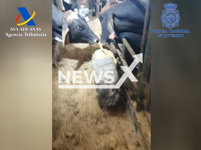 Picture shows the cocaine and the cattle on board the ship,  undated. Police seized 4,500 kilogrames of cocaine from Colombia. Note: Picture is a screenshot from a video (Newsflash)