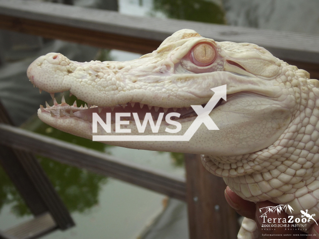 Image shows the albino alligator that was found inside a suitcase at Munich Airport, in Germany on Sept. 25, 2022. It was now moved to the TerraZoo in the town of Rheinberg, in North Rhine-Westphalia, Germany. Note: Licensed content. (TerraZoo/Newsflash)