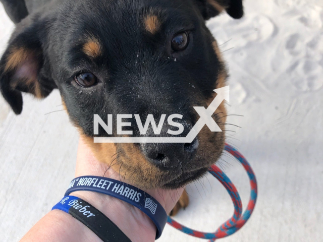 The 3-month-old puppy that was allegedly kicked in the face and was thrown over a wall at Clearwater Beach in March 2022. Note: Police photo(Clearwater Police Department/Newsflash).