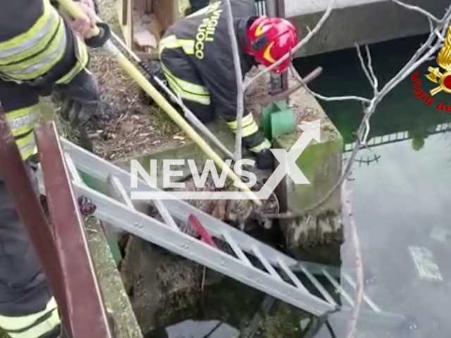 Firefighters rescue a wolf in Verona, Italy, on Wednesday, Jan. 25, 2023. The wolf was spotted in the Ponte Florio district of the city. Note: Picture is screenshot from a video. (Vigili del Fuoco/Newsflash)