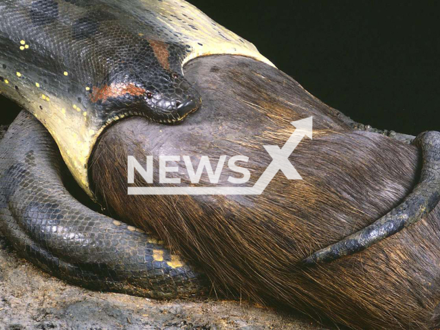 Image shows an anaconda devouring a capybara, undated photo. It was caught by a hunter in Brazil in 1924. Note: Licensed content. (Sven Traenkner/Newsflash)