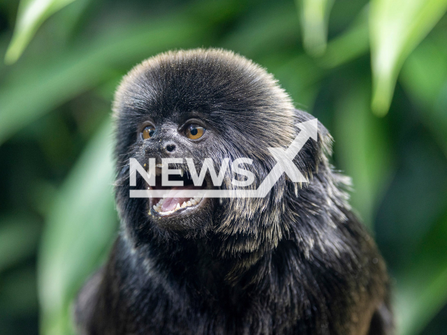 Image shows the Goeldi's marmoset monkey at the Zurich Zoo, in Switzerland, undated photo. It was listed as 'vulnerable' on IUCN's List of Threatened Species. Note: Licensed content. (Zurich Zoo, Enzo Franchini/Newsflash)