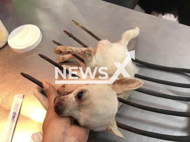 Photo shows 'Pincky', a Chihuahua puppy, undated. It was injured with a pitchfork by an alleged thief who was trying to enter the home where the little animal lived with his family in Compostela, in Nayarit, Mexico. Note: Photo is from Veterinaria Animal Center “Pet Shop” (Veterinaria Animal Center “Pet Shop”/Newsflash)