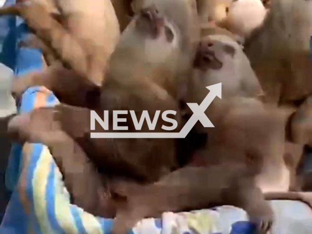 Sloths travel in a wheelbarrow, undated. It is shared by the Jaguar Rescue Center, which is located in Puerto Viejo de Talamanca, Limon Province, Costa Rica.Note: Picture is screenshot from a video. (@jaguarrescue/Newsflash)