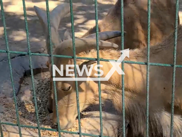 Picture shows  at the goats at the Chilpancingo Zoo, in  Mexico undated. Some of the goats at the zoo   were slaughtered for human consumption and allegeddly served as a New Year's Eve meal.
 
 Note: Photo is a screenshot from a video. (Newsflash)