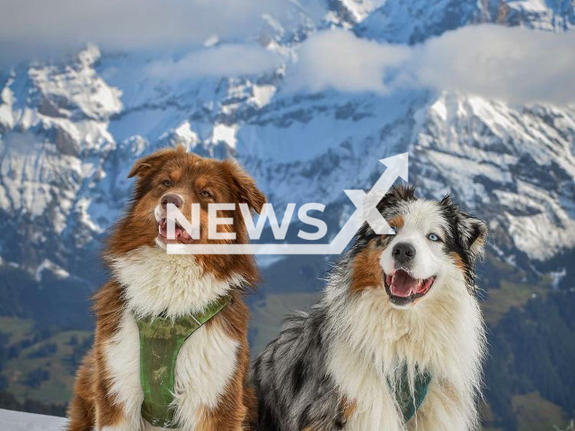 Molgi and Summit, dogs of Simon, 31, and Katharina, 30, hiking in the Swiss mountains.  Note: Photo provided by @exploring.fosters. (@exploring.fosters/Newsflash)