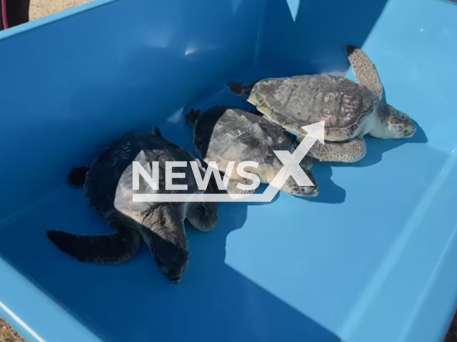 Picture shows three critically endangered Kemp's ridley sea turtles named Twix, Jolly Rancher and Jelly Belly, undated. They  have been saved when a group of 20 were found stranded and released back into the sea, in Marathon, Florida, USA. Note: Picture is screenshot from a video. (@theturtlehospital/Newsflash)