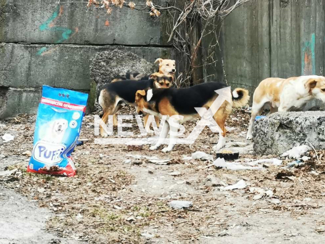 The global animal organization FOUR PAWS has provided a new platform for distributing food and supplies to animal shelters in Ukraine. Note: Press release photo. (FOUR PAWS, Animal ID/Newsflash)