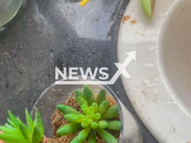 Woman waters plant for nearly three years just to discover it was made of plastic in Changsha, China. Note: Picture is a screenshot from a video (liush./AsiaWire)