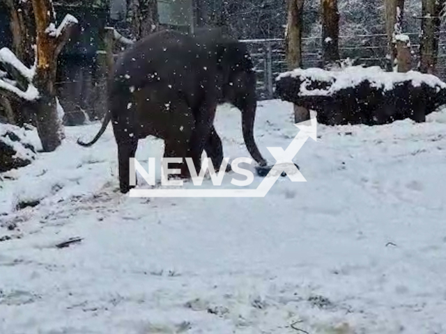 Elephant Yindi plays in the snow in Amersfoort, Netherlands, on Monday, Jan. 23, 2023. Yindi is a female and is two years old. Note: Picture is screenshot from a video. (DierenPark Amersfoort/Newsflash)