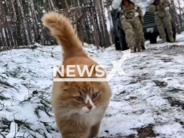 Red cat leads Ukrainian border guards in snowy forest in Ukraine in undated footage. The footage was released by the State Border Service of Ukraine on Friday, Feb. 3, 2023.Note: Picture is screenshot from a video. (@DPSUkr/Newsflash)