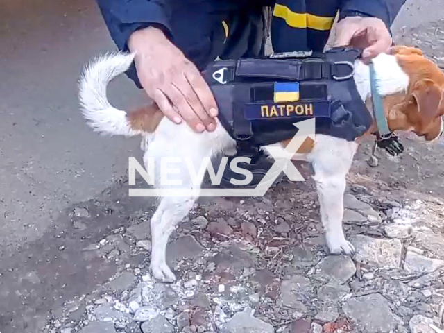 The militant dog named Patron helps pyrotechnicians in Chernihiv, Ukraine. Note: Picture is a screenshot from a video (@MVS_UA/Newsflash)