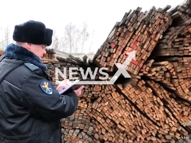 Police officer works at the territory of the wood harvesting factory, Russia, undated. The factory was used to sell lumber illegally. Note: Picture is a screenshot from a video. (@mvdros/Newsflash)