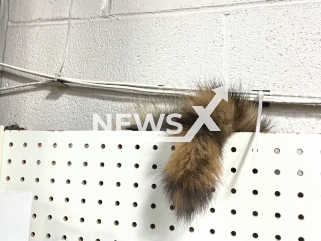 A raccoon hides near the wall inside the building of the local distribution center in Boulder, Colorado, USA in undated footage. Shop workers, Boulder police officer and animal protection workers caught the raccoon. Note: Picture is a screenshot from a video. (@BoulderPolice/Newsflash)