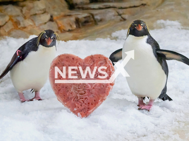 Image shows southern rockhopper penguins, undated photo. They received a special treat for Valentine's Day at the Schoenbrunn Zoo, in the city of Vienna, Austria, on Thursday, Feb. 9, 2023. Note: Licensed content. (Daniel Zupanc/Newsflash)