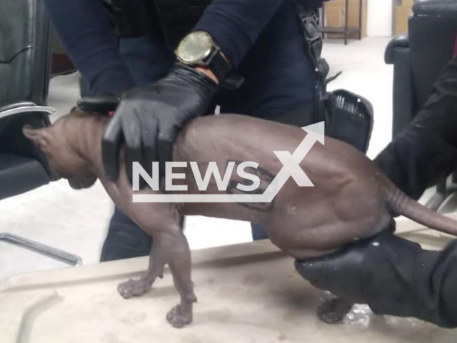 Picture shows the cat rescued by authorities from  prison, in the Ciudad Juarez, Mexico, undated. 
 The cat was allegedly owned by Ernesto Alfredo Pinon de la Cruz, known as El Neto, and has two tattoos. 
Note: Private photo. (Newsflash)