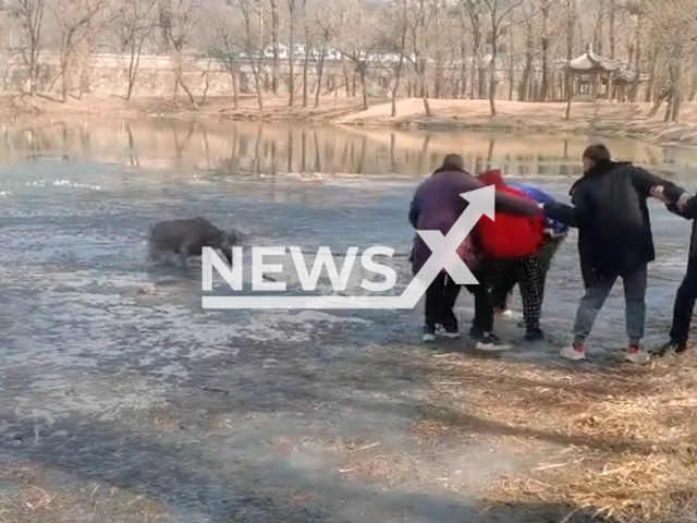 Citizens rescue deer that fell into the lake in Chengde, China. Note: Picture is a screenshot from a video (klsgn/AsiaWire)