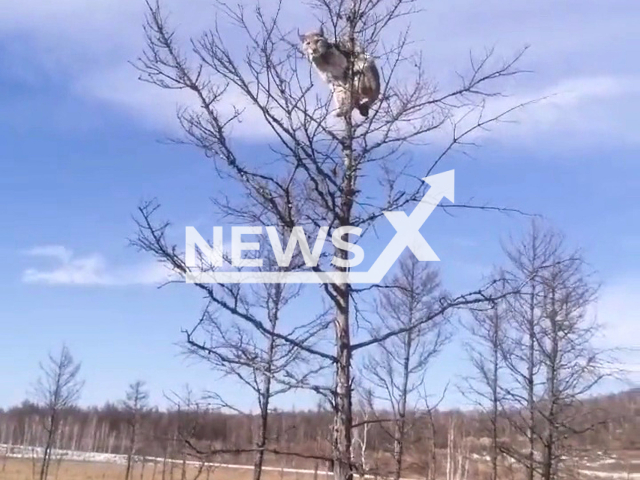 Lynx climbed a tree as being chased by dogs in the Greater Khingan Mountains, Mongolia. Note: Picture is a screenshot from a video (dyjr9lxjwoiu/AsiaWire)