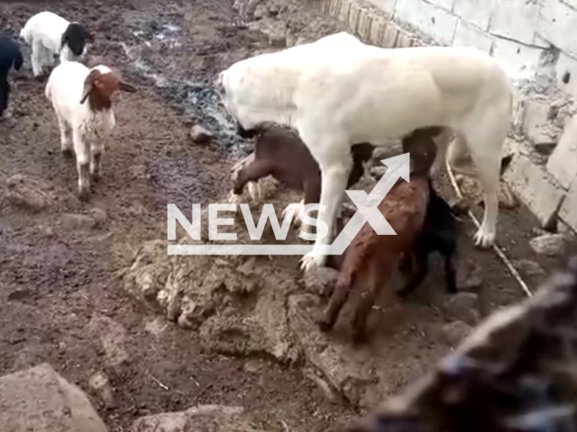 A shepherd dog suckles the kids of the herd in Hatay, Turkey. Note: Picture is a screenshot from a video (Beyazit Sayar/Newsflash)