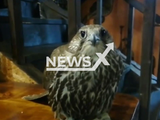 Picture shows one of the rare bird seized from illegal hunters  in Irkutsk region, Russia, in August, 2022.  The court sentenced the organizer of the group to 8 years in prison, and his accomplices to a term of 5 years. Note: Picture is screenshot from a video. (Ministry of Internal Affairs of Russia/Newsflash)