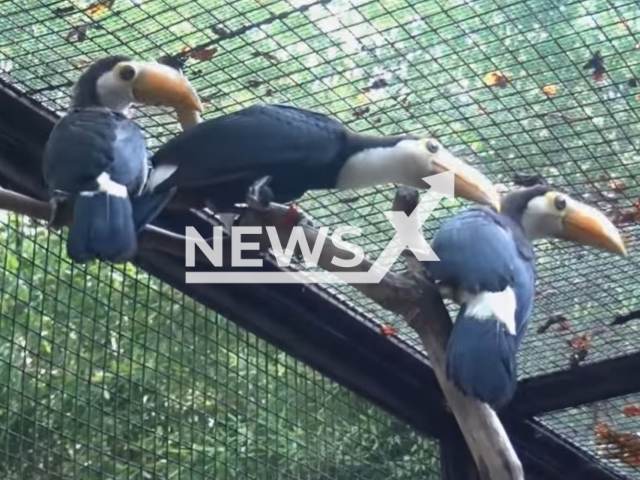 Illustrative image shows three toucans, undated. An exotic animal fan was drowned in a bowl of water after thieves broke into his home to steal his three pet toucans. Note: Image is a screenshot from video. (Newsflash)