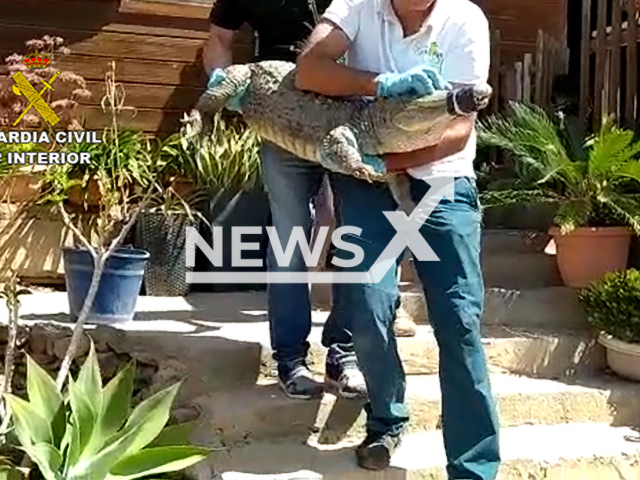 One of the animals removed from a  ranch when the owner died, on 20th March,  in San Bartolome de Tirajana, Spain.
Note: Police photo. (Newsflash)