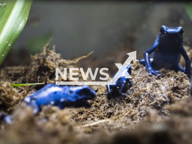 Picture shows the colorful blue poisonous frog at Bioparc Valencia in Spain, undated. The animal's toxin is capable of paralyzing or even killing potential predators. Note: Photo from Zoo. (BIOPARC Valencia/Newsflash)