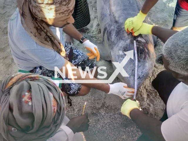 Photo shows the member of the Environment Authority of the Sultanate of Oman, undated. A total of eight dolphins were rescued after being washed up on a beach in Dhofar Governorate, Oman. Note: Photo is from the Environment Authority of the Sultanate of Oman (@ea_oman/Newsflash)