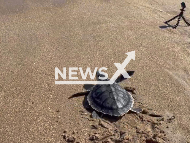 Sea turtle rescue in Pittsburgh Pennsylvania, USA. Note: Photo is a screenshot from the video (Pittsburgh Zoo & PPG Aquarium/Newsflash)