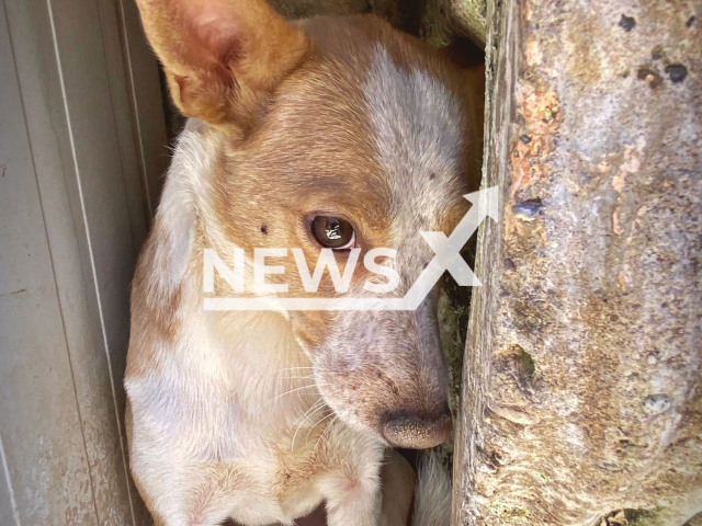 Photo shows dogs rescued from a house in Santa Lucia, San Juan, Argentina, undated. The owner of the animals reportedly sacrificed dogs and cats to "absorb their energy and not age". Note: Photo is from an animal shelter (@FundPatitas/Newsflash)