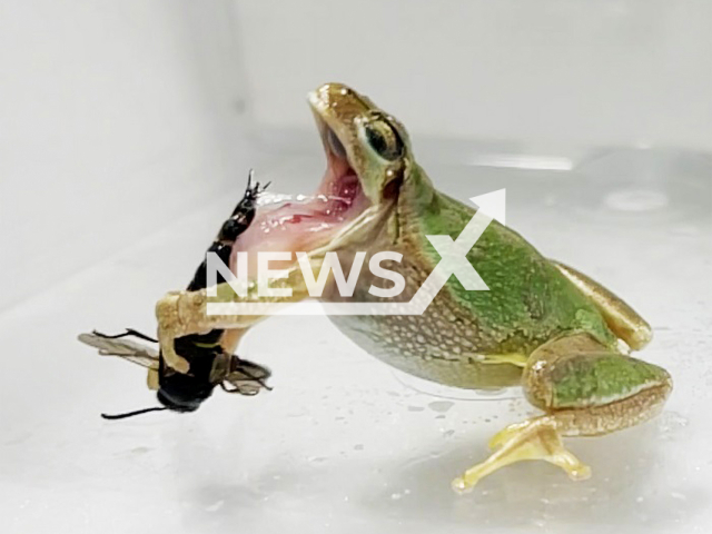 A tree frog (Dryophytes japonica) spitting out a male wasp (Anterhynchium gibbifrons) after being stung (by pseudo-stings), undated. Male wasps use genitalia to sting their predators. Note: Licenced photo. (Current Biology/Sugiura et al./Newsflash)