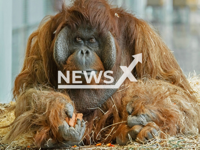 Image shows orangutan Vladimir, 49, in 2022. He was euthanised at the Schoenbrunn Zoo, in the city of Vienna, Austria, in February 2023. Note: Licensed content. (Daniel Zupanc/Newsflash)