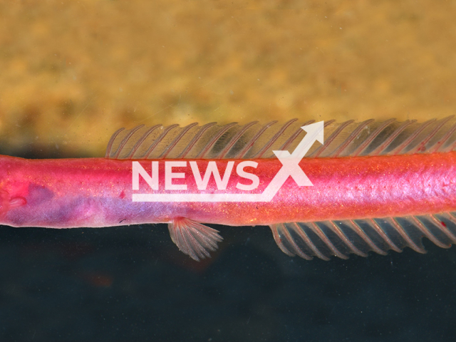 Image shows the newly discovered, subterranean fish species Horaglanis populi, undated photo. It was discovered with the help of the locals in the state of Kerala, India. Note: Licensed content. (C. P. Arjun/Newsflash)