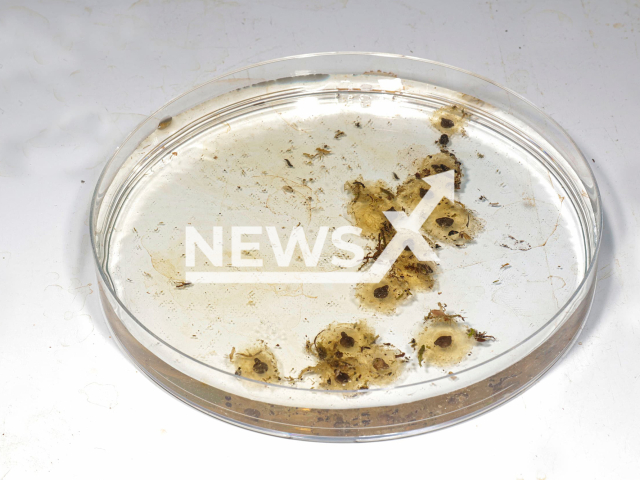 Image shows golden poison frog spawn, undated photo. The Zurich Zoo, Switzerland, boasted with new offspring on Wednesday, Feb. 15, 2023. Note: Licensed content. (Zoo Zurich, Enzo Franchini/Newsflash)