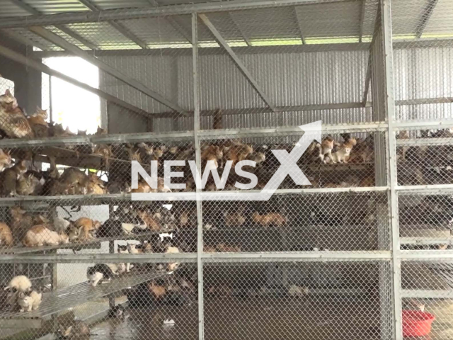 Picture shows some of the cats in a cage, in Dong Thap, Vietnam, on Thursday, Feb. 16, 2023. Four tons of cat meat found inside a facility by police.
 Note: Photo is a screenshot from a video. (Newsflash)