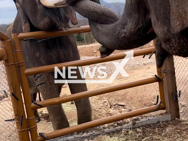 The elephants Bireki and Big Boy unite trunks in Ostok Sanctuary in Sinaloa, Mexico, undated. Both elephants have been rescued. Note: Picture is a screenshot from a video (@ostoksanctuary/Newsflash)