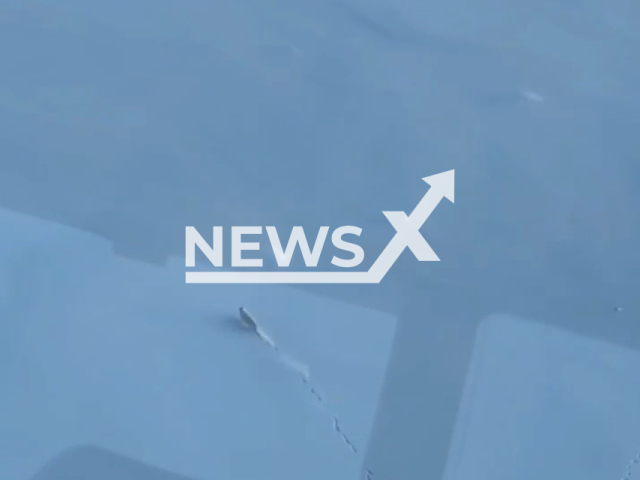 Arctic foxes run infront of a giant Russian icebreaker, called the "Ural", on the Yenisey river, undated. Arctic fox is a small fox native to the Arctic regions of the Northern Hemisphere and common throughout the Arctic tundra biome. Note: Picture is a screenshot from a video (@Atomflot_official/Newsflash)