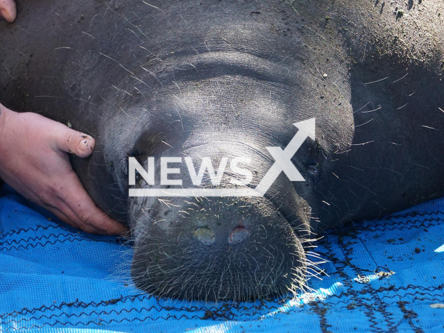 Picture shows a close up of a manatee, on Monday, Feb. 13, 2023. Twelve manatees were released at Blue Spring State Park, on Monday, Feb. 13, 2023. Note: Licenced photo. (Save The Manatee/Newsflash)