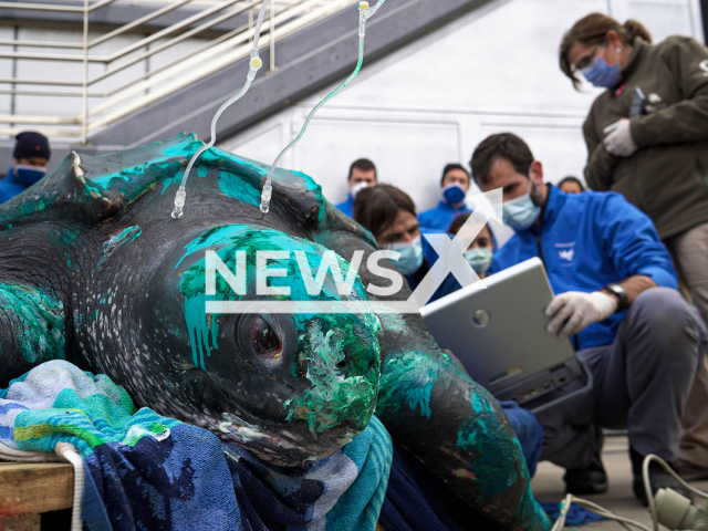 Moment of performing an ultrasound on the turtle weighing 230 kilos, at the Oceanografic facilities.
Note: Photo with permission obtained(Oceanografic Valencia/Newsflash).