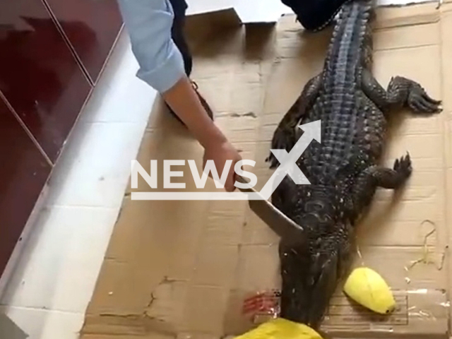 Online bought crocodile 'wakes up' when man tries to chop its head off in China. Note: Picture is a screenshot from a video (AsiaWire)