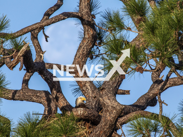 An American bald eagle (Haliaeetus leucocephalus) occupies a nest near Kennedy Parkway North at NASA’s Kennedy Space Center, Florida, USA,  on  Wednesday, Feb. 8, 2023. Each year, eagles take up winter residence at the Florida spaceport, breeding and raising a new generation. 
Note: NASA photo.  (NASA, Ben Smegelsky/Newsflash)