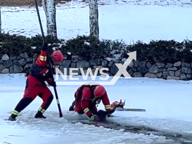 Image shows firefighters rescue elk. It fell through the ice of a pond in Evergreen, Colorado, on Feb. 17, 2023. Note: This picture is a screenshot from the video. (@EVERGREENFIRERESCUE/Newsflash)