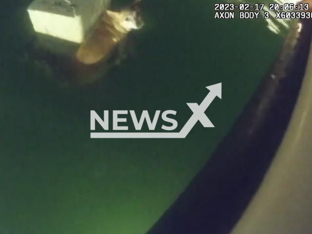 Picture shows the Chihuahua named Tinkerbell, who had fallen into the water outside the Sarasota Yacht Club, in Sarasota, Florida, on Friday, Feb. 17, 2023. Sarasota Police officers rescued the Chihuahua. Note: Picture is a screenshot from a video (	
@SarasotaPoliceDept/Newsflash)